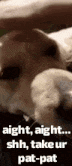 a close up of a dog laying down with the words aight , aight