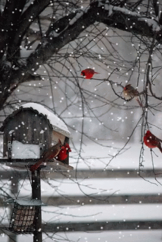 Snow Cardinal GIF - Snow Cardinal GIFs