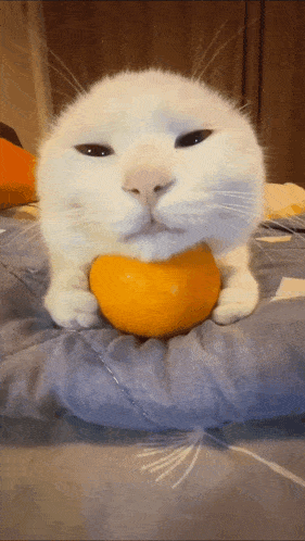 a white cat holding an orange in its paws
