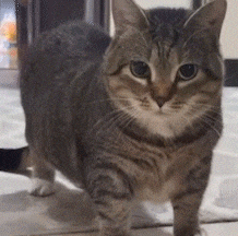 a cat is walking on the floor and looking at the camera