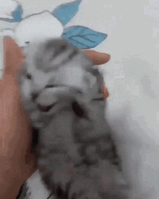 Kitten Cat GIF - Kitten Cat Pain GIFs