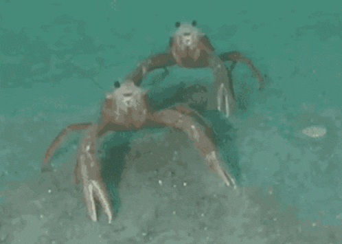 two crabs are swimming in a cube with a couple standing in the background