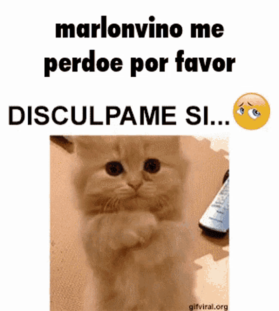 a picture of a cat with the words marlonvino me perdoe por favor disculpame si written above it
