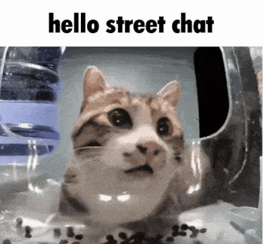 a cat in a plastic container with the words hello street chat on the bottom