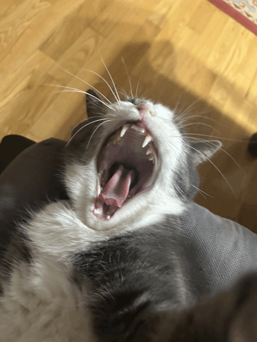 Cat GIF - Cat GIFs