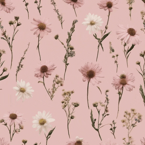 a seamless pattern of pink and white daisies on a pink background