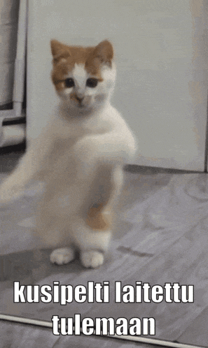 a cat is standing on its hind legs with a caption that says " kusipelti laittutu tulemaan "