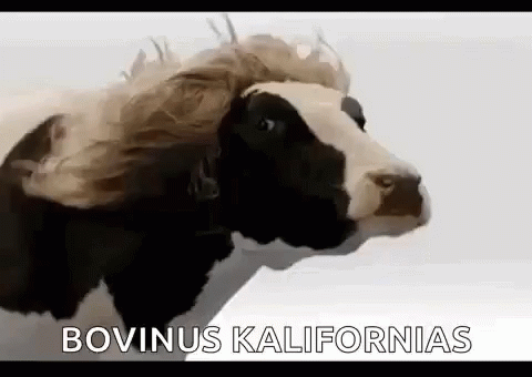 California Happy GIF - California Happy Cows GIFs