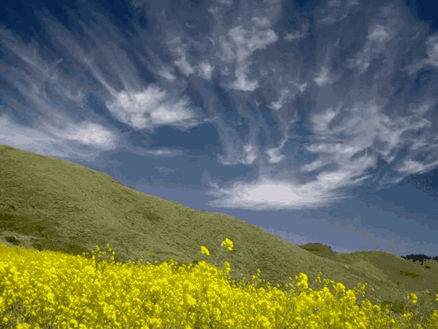 a field of yellow flowers with a blue sky and clouds in the background