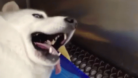 Looks A Bit Tired GIF - Dog Tongue Aw Aw GIFs