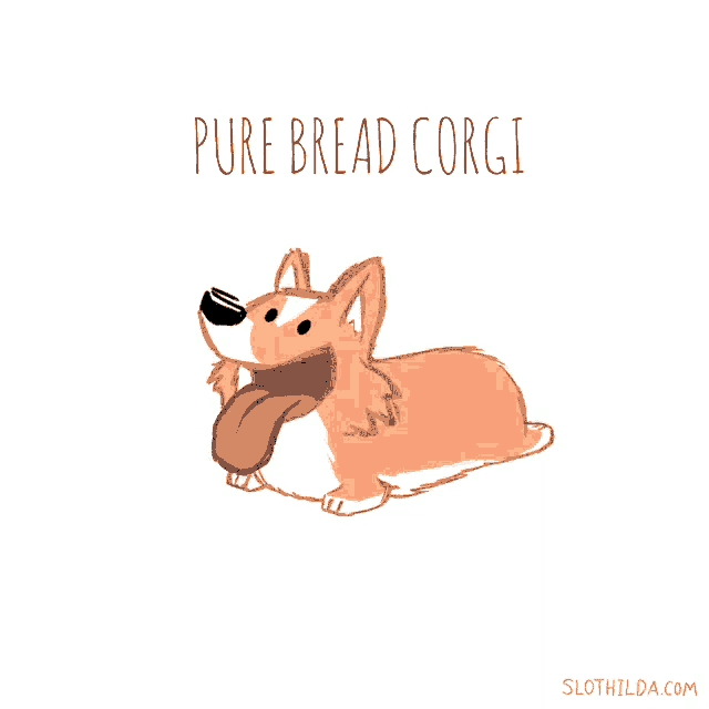 a drawing of a dog with its tongue hanging out and the words pure bread corgi below it