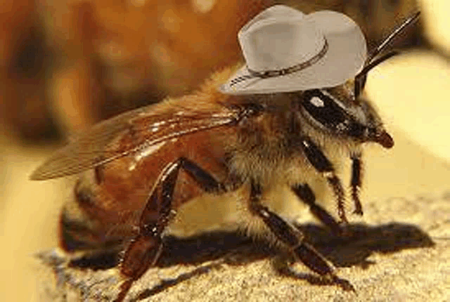 a bee wearing a cowboy hat is sitting on a rock .