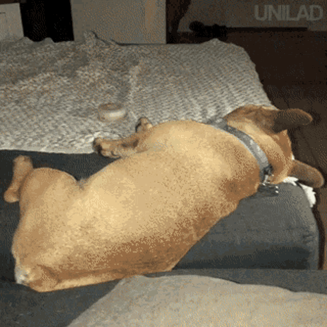 Doggo Sleeping GIF - Doggo Sleeping Tired GIFs