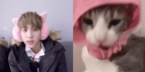 Jin Bts GIF - Jin Bts Cat GIFs