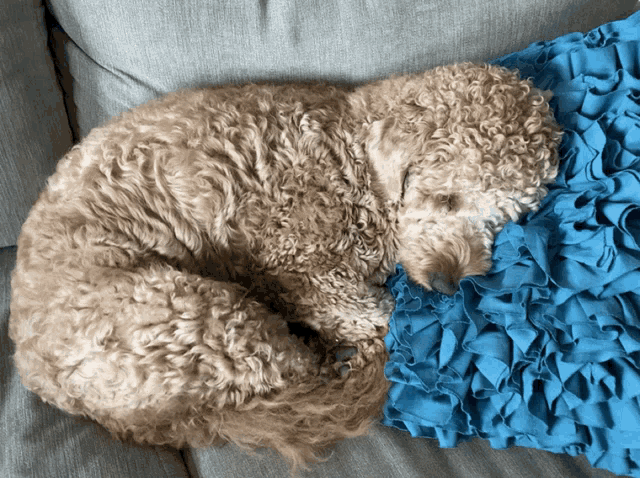 Goldendoodle Cute GIF
