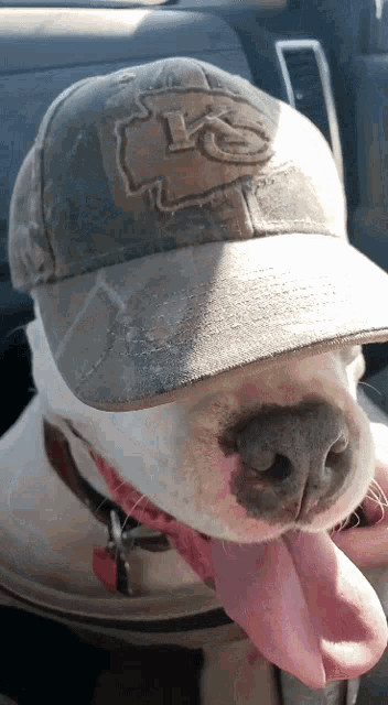 a dog wearing a dirty hat with a chiefs logo