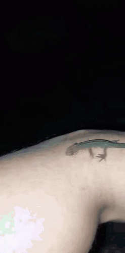 Fucking Salamander GIF - Fucking Salamander GIFs