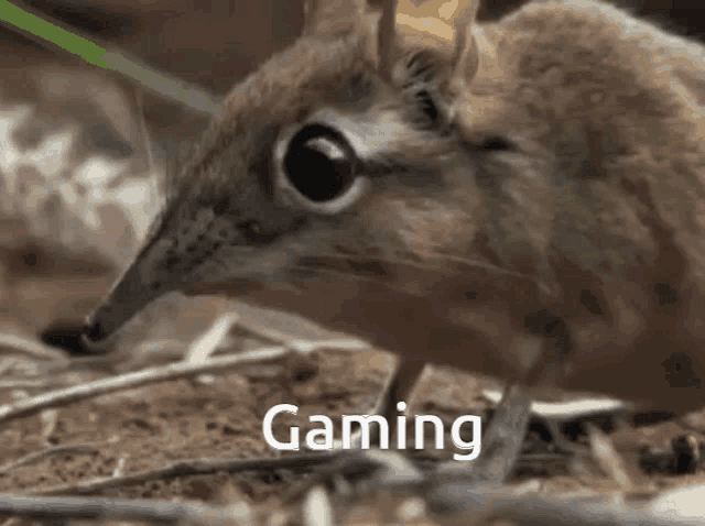 a close up of a small animal with the word gaming in white letters