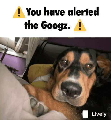 Googz Dog GIF - Googz Dog Alert GIFs