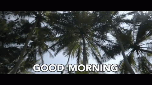 Palm Trees Good Morning GIF - Palm Trees Good Morning Royal Enfield GIFs