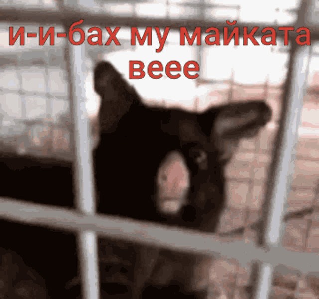 a cat in a cage with the words " beee " written above it