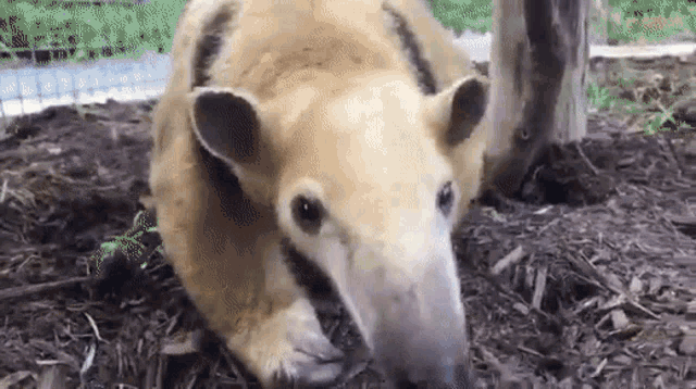 a large anteater is laying on the ground looking at the camera .