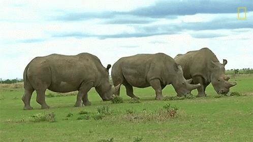 Eating White Rhinos Are Nearly Extinct GIF - Eating White Rhinos Are Nearly Extinct But This Test Tube Embryo May Help Save Them GIFs