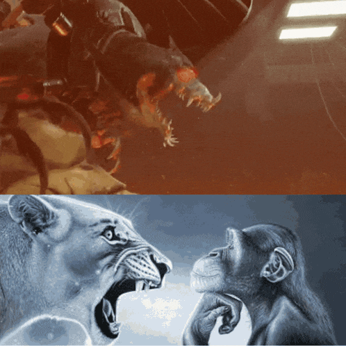 a picture of a lion and a picture of a chimpanzee looking at each other