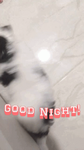 Good Night Good Night Patch GIF - Good Night Good Night Patch Good Night Patchie GIFs