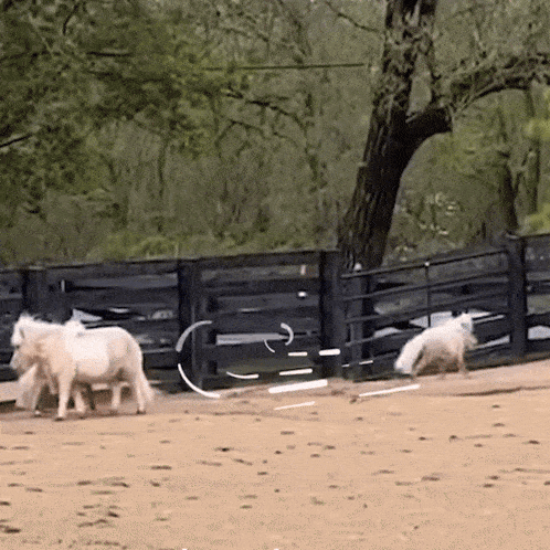 a couple of horses standing in front of a fence with the letter e on it
