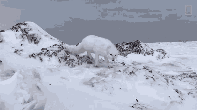 Curious National Geographic GIF - Curious National Geographic A Friendly Arctic Fox Greets Explorers GIFs