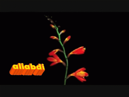 Flower GIF - Flower GIFs