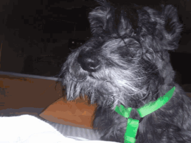 a close up of a dog with a green collar on