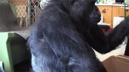 Koko Gorilla GIF - Koko Gorilla Put On Head GIFs