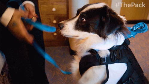 High Five The Pack GIF - High Five The Pack Dog GIFs