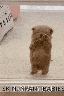 Cute Doggo Dance Dancing Dog GIF - Cute Doggo Dance Cute Dog Cute Doggo GIFs
