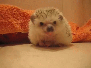Tasty? GIF - Animals Hedgehog Cute GIFs