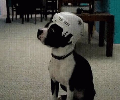 Anjing Pake Helm GIF - Dog Pit Bull Puppy GIFs