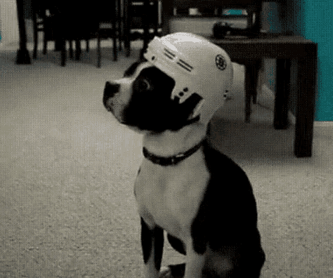 a black and white dog wearing a hockey helmet is sitting on the floor .