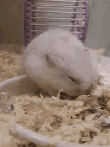 Yum Hamster GIF - Yum Hamster Eating GIFs