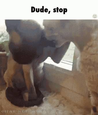 Dude Stop GIF - Dude Stop Cats GIFs