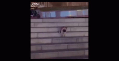 Perro Caída GIF - Perro Caída Dog GIFs