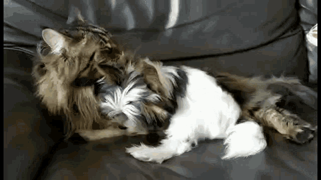 Give Me Dog GIF