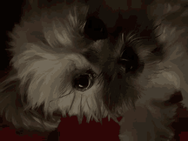 a close up of a small dog 's face with a red background