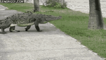 Later Gator See You Later Alligator GIF - Later Gator See You Later Alligator In A While Crocodile GIFs