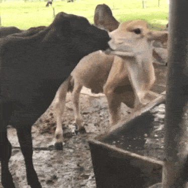 a cow is drinking water from a trough while another cow stands next to it .