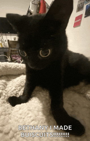a black cat laying on a white blanket with the caption " bethany i made biscuits !!! "