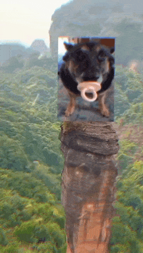 a dog with a pacifier in its mouth is standing on a rock