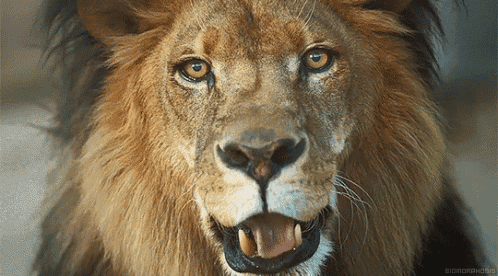 a close up of a lion with its mouth open and its tongue out