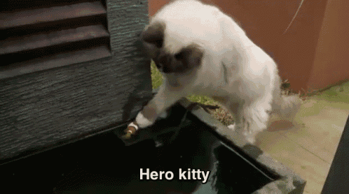 Hero Kitty Saves The Day GIF - Kitty Cat Gold Fish GIFs